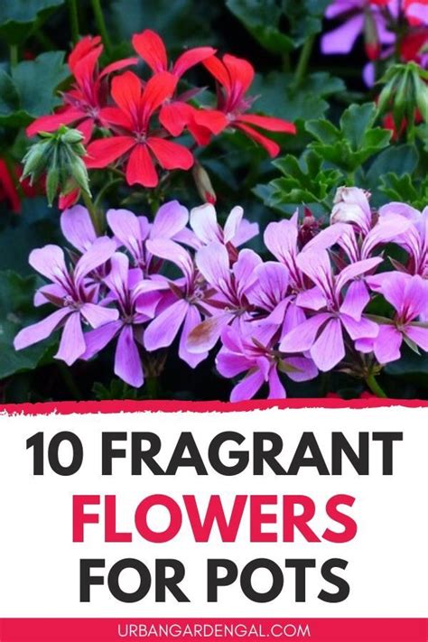 10 Best Fragrant Flowers For Pots In 2020 Fragrant Flowers Fragrant