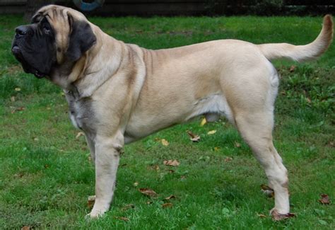 English Mastiff Facts Dog Breed Information And Care Tips Dogslife