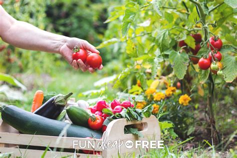 Beginners Guide To Backyard Gardening An Affordable Way To Start A New Hobby And Grow Your Own
