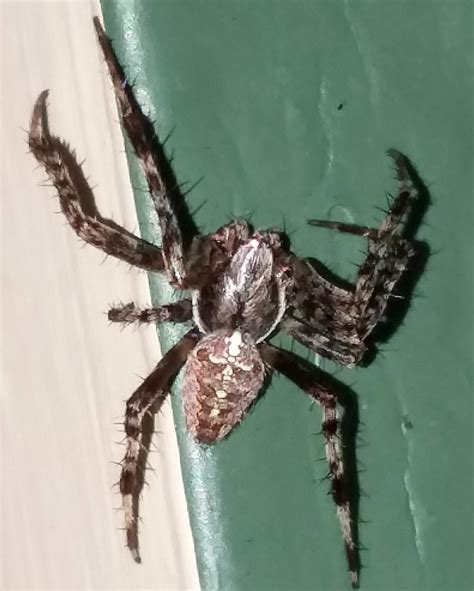 Common Spiders In Wisconsin