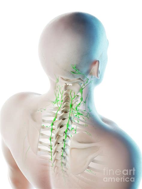 Lymph Nodes In Neck