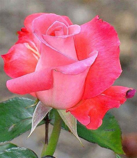Do Hybrid Tea Roses Climb Hybridtearoses Beautiful Rose Flowers