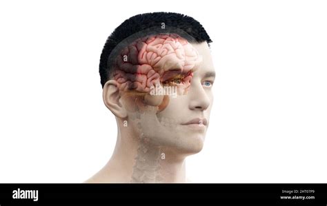 Illustration Of A Human Brain Stock Photo Alamy