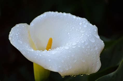 How To Successfully Grow Calla Lilies A Field Guide To Planting Care
