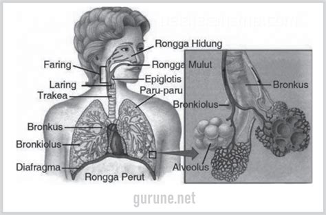 Anatomi Sistem Pernapasan Dan Fungsinya Homecare