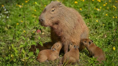 Cute Capybara Gives Birth To Even Cuter Capybara Pups Mashable