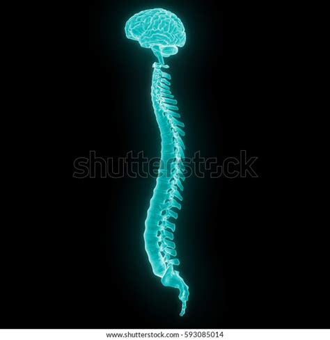 Human Brain Spinal Cord Part Human Stock Illustration 593085014
