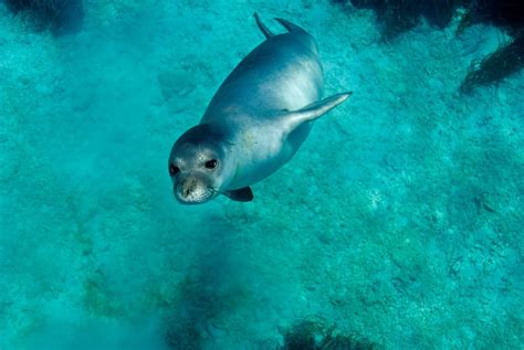 Creating An Alternative Habitat For The Mediterranean Monk Seal