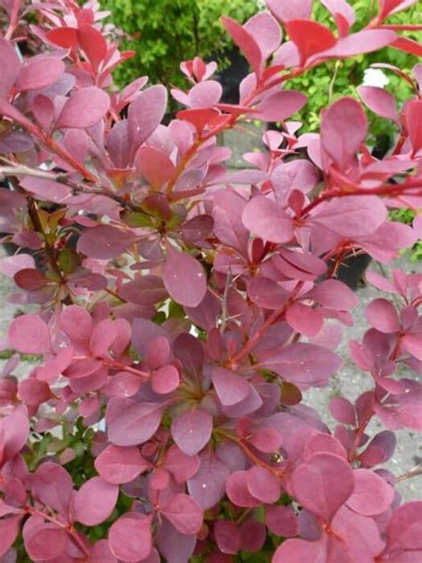 Berberis Thunbergii Atropurpurea Rode Zuurbes Verzorging En Snoei