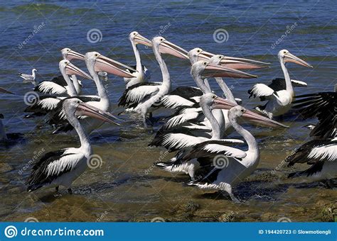 Australian Pelican Pelecanus Conspicillatus Group Entering Water