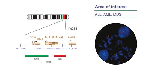 Cytocell Mll Kmt2a Breakapart Fish Probe Ogt