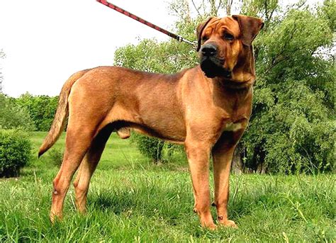The government said the ban on certain breeds was crucial, but said any dog can become dangerous with bad owners. World's Riskiest Dog Breeds to Bring Home | DailyForest ...