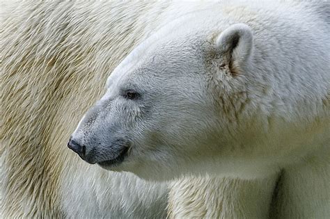 Profile Smile Polar Bear Bear Pictures Bear