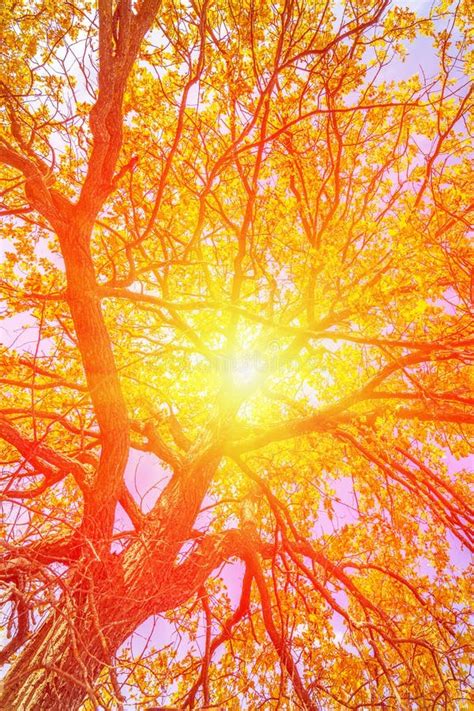 Sun Rays Through The Foliage Of An Autumn Tree Stock Photo Image Of