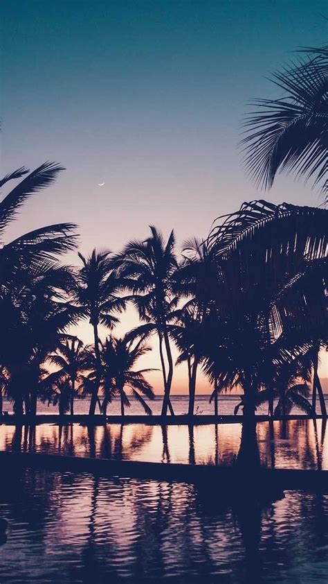 Sunset Sky Girly Wallpapers Black Palm Trees In The Water Tumblr