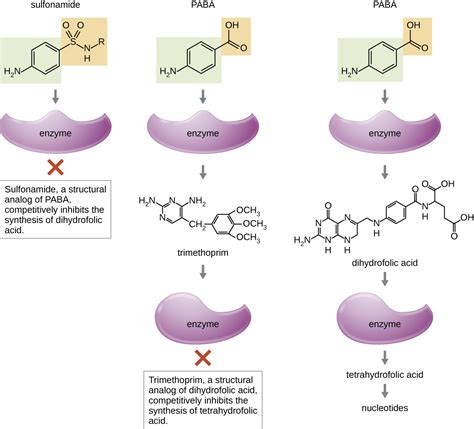 Mechanisms Of Antibacterial Drugs Microbiology Study Guides