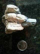 Pictures of Dinosaur Fossil Nevada