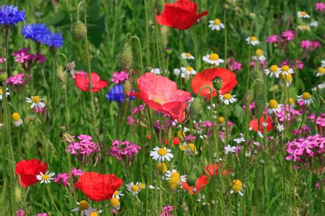 Livemoor Wild Flower Meadow Seeds Help Save The Uk Bee Population