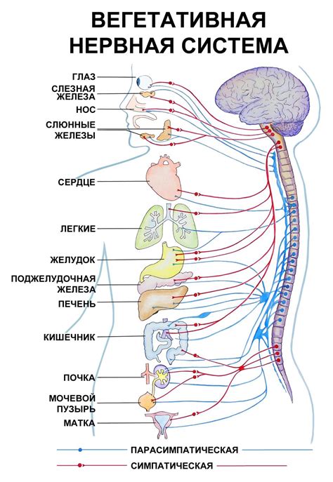 Вегетативная нервная система Нервная система Учащиеся медучилища