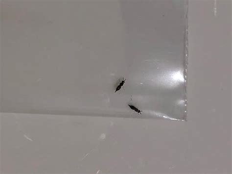 Tiny Flying Insects In Bedroom