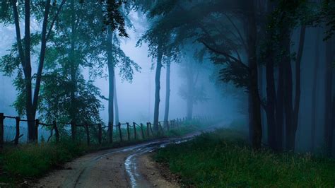 Mystical Forest Wallpaper 66 Images