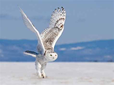 Cute Wildlife The Snowy Owl