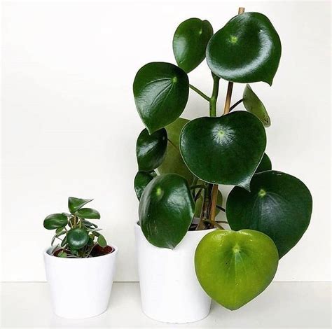 The raindrop peperomia earned its common name due to the tear drop shape of its leaves, a handy visual reminder of its preference for high humidity. just in → owl eye peperomia 🌱🌱🌱 // 📷 @b_a_plant (With ...