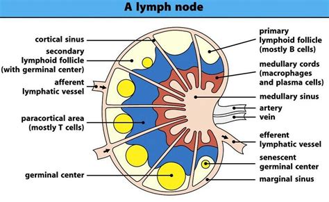 Pin By Soujanya Ferdinand On Medicine Lymphatic System Lymphatic