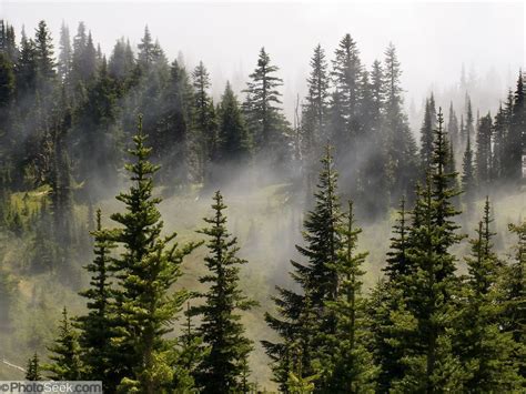 Fog And Evergreen Trees In Mount Rainier National Park Washington
