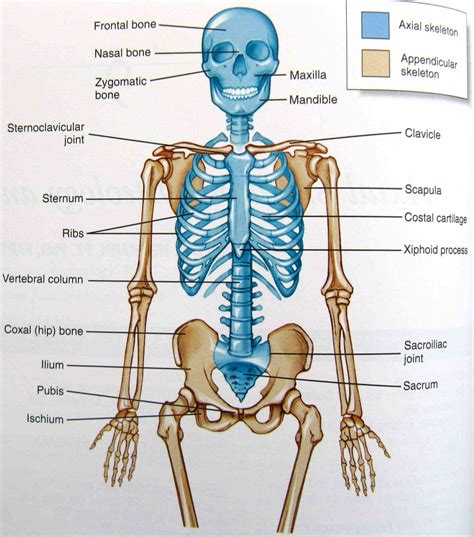 Appendicular Skeleton System Anatomy