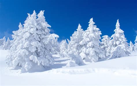 Snow Covered Pine Trees Hd Wallpaper Background Image