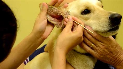 Dog Ear Infection Dog Ear Infection Treatment Youtube