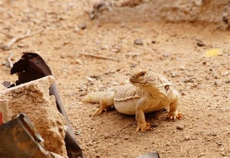 Top 10 Amazingly Adaptive Sahara Desert Animals The Mysterious World