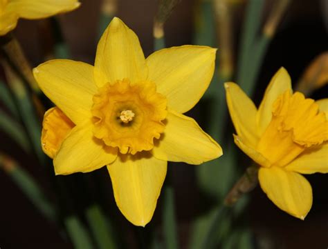 Yellow Narcissus Free Photo Download Freeimages