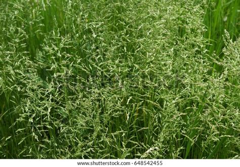 Meadow Grass Tall Fescue Festuca Partensis Stock Photo 648542455
