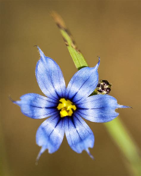 Alabama Blue Eyed Grass Wildflower Sisyrinchium Angustifolium