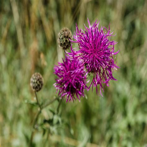 Common Knapweed Wildflower Seed Our Wildflower Ranges Green Tech