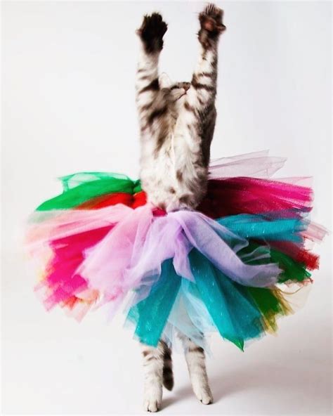 30 Of The Funniest Dancing Cat Pics In 2020 Dancing Cat Cats And