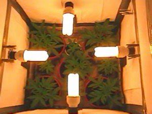 Of course, there are other, more antiquated lighting technologies, but they are worse, cfl lights are not very effective for flowering marijuana. Best Lighting for Indoor Cannabis Growing