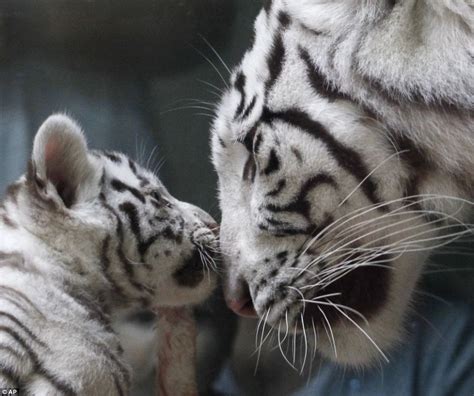 Black And White Miracle Rare White Bengal Tiger Triplets