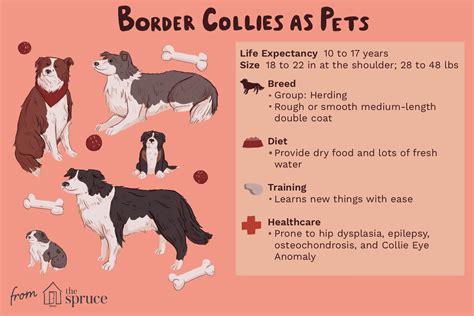 Border Collie Dog Breed Characteristics And Care