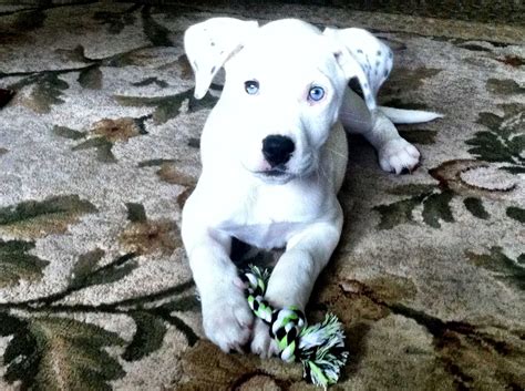 Great dane pitbull mix appearance. Pitbull/ Great Dane Mix puppy | Puppies, Cute animals ...