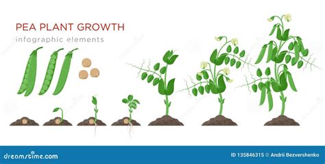 Pea Plant Growth Stages Infographic Elements In Flat Design Planting