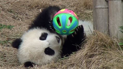 Cute Baby Panda Playing