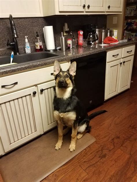 A Dog Sitting On A Kitchen Mat In Front Of The Dishwasher And Sink