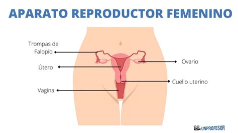 AnatomÍa Del Aparato Reproductor Femenino Sus órganos Y Funciones