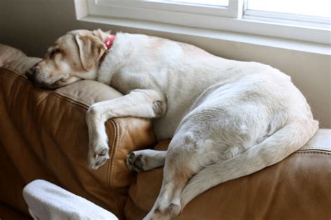 19 Dogs Sleeping In Totally Ridiculous Positions Hearts Of Pets