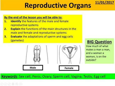 Reproductive Organs Teaching Resources