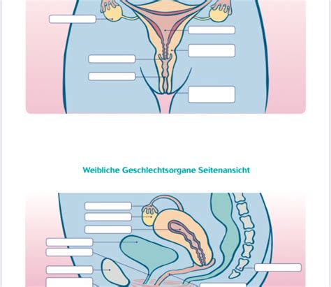 Biologie 1 deckblatt zum ausdrucken . Weibliche Geschlechtsorgane Klasse 8 Frontansicht ...