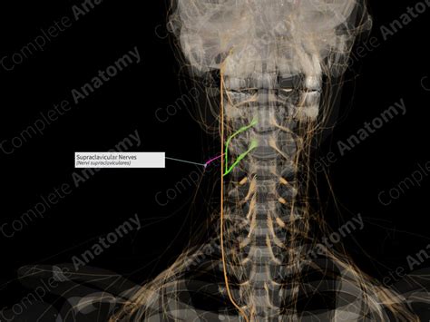 Supraclavicular Nerves Left Complete Anatomy